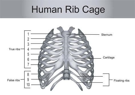 how many ribs in rib cage|The Ribs .